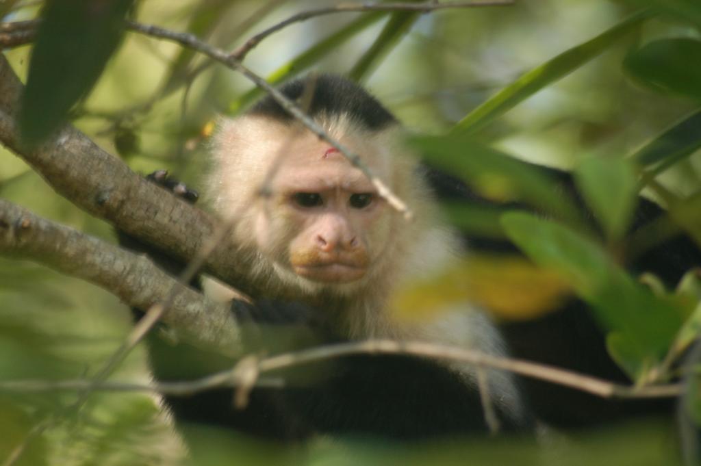 Hotel Coco Beach Manuel Antonio Luaran gambar